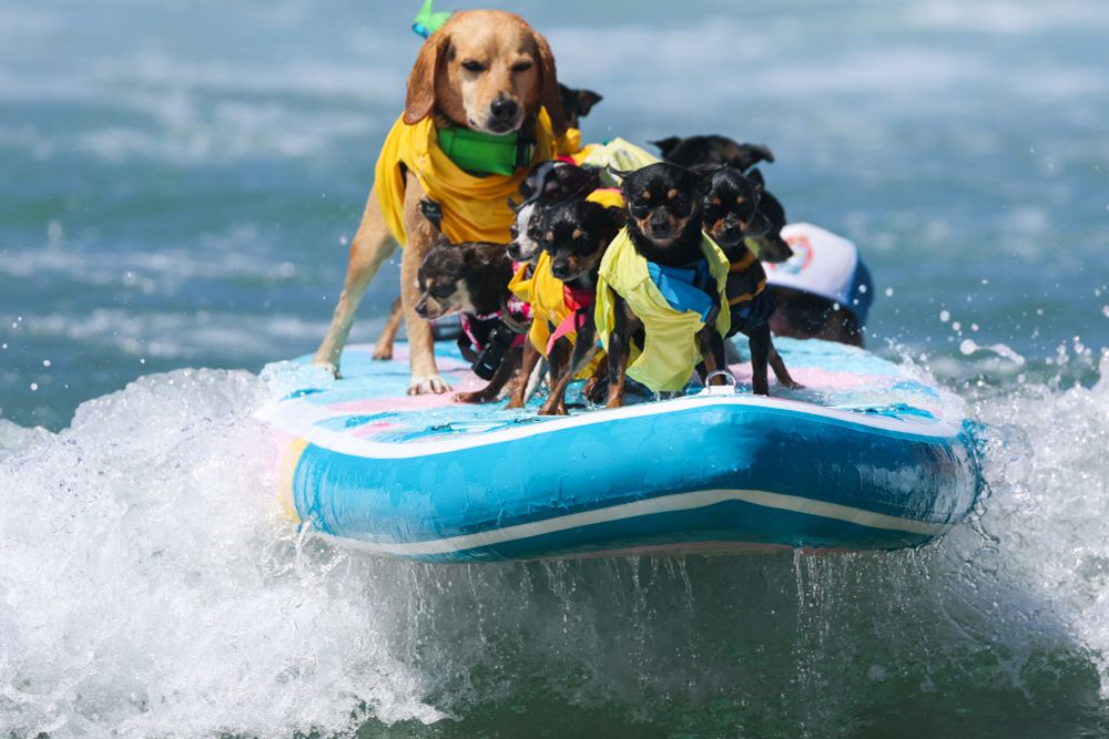 Several dogs ride on a surfboard. (Patrick T. Fallon / AFP / Getty)