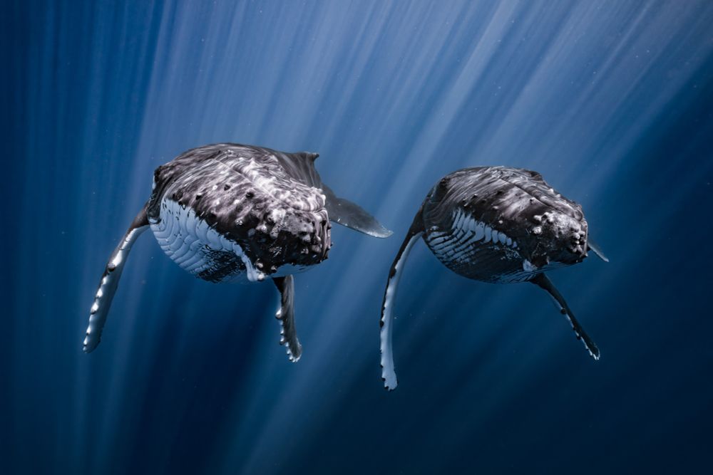 Two humpback whales, seen underwater, swimming side-by-side in very similar postures, surrounded by many rays of sunlight reaching into the darker water beyond. (© Yuka Takahashi / Ocean Photographer of the Year)