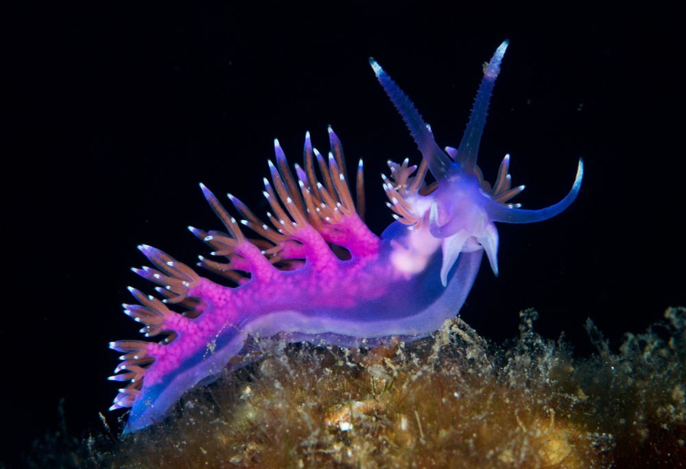 A close view of a colorful and spiky sea slug. (A. Martin UW Photography / Getty)