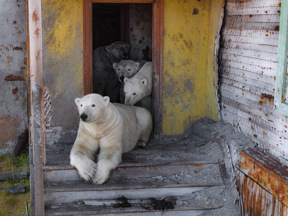 Four polar bears stand and sit together on a porch and inside the open door of an abandoned building. (Vadim Makhorov / AP)