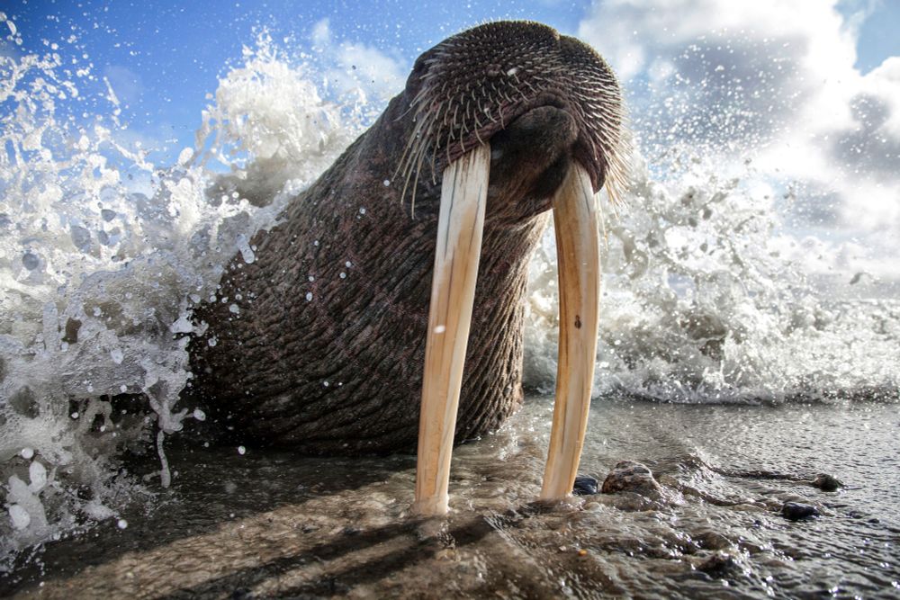 A walrus rests on a shoreline, its tusks in the sand, as a wave crashes over it. (Mike Korostelev / Getty)