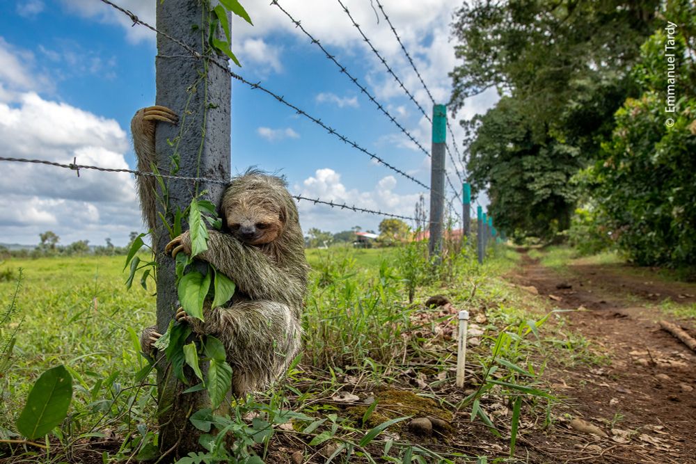 A sloth clings tightly to a barbed wire fence post beside a dirt road. (© Emmanuel Tardy / Wildlife Photographer of the Year)