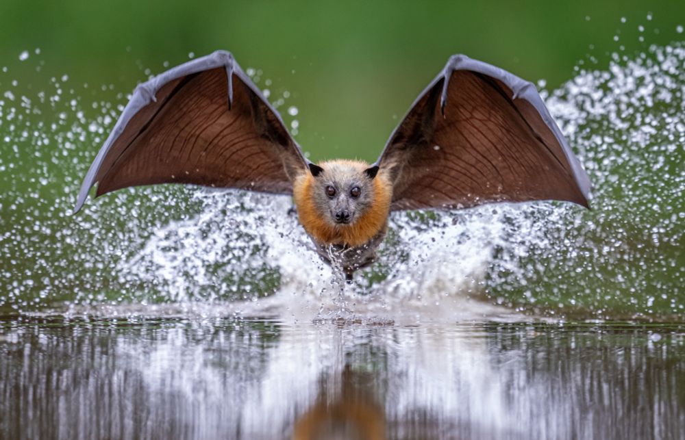A flying fox, seen face-on, wings out, flying through a splash of water (© Douglas Gimesy / cupoty.com)