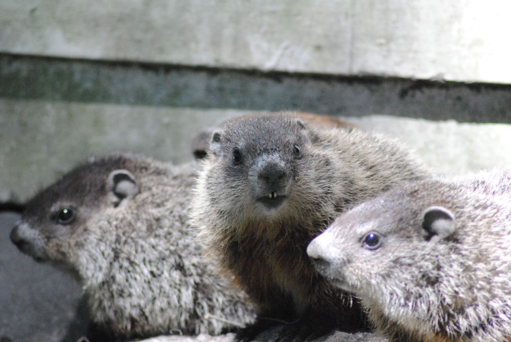 Three young groundhogs.