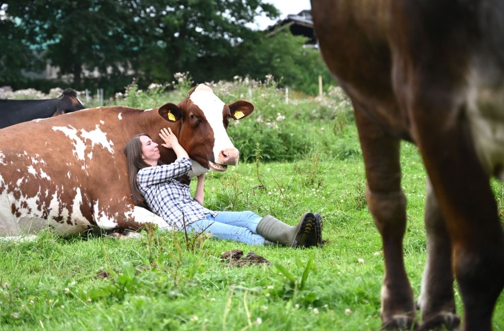 A woman sits on the ground, leaning against a resting cow. (David Hammersen / DPA / Getty)