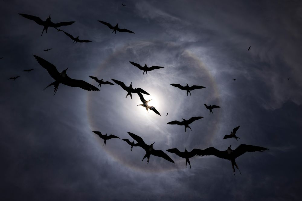 A group of birds soar overhead, seen silhouetted by the sun above. (Liron Gertsman / 2025 Audubon Photography Awards)
