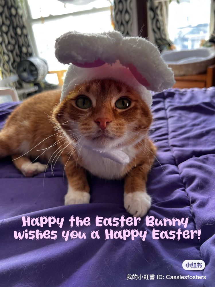 And orange cat with white feet wearing a bunny hat wishes you a happy Easter 