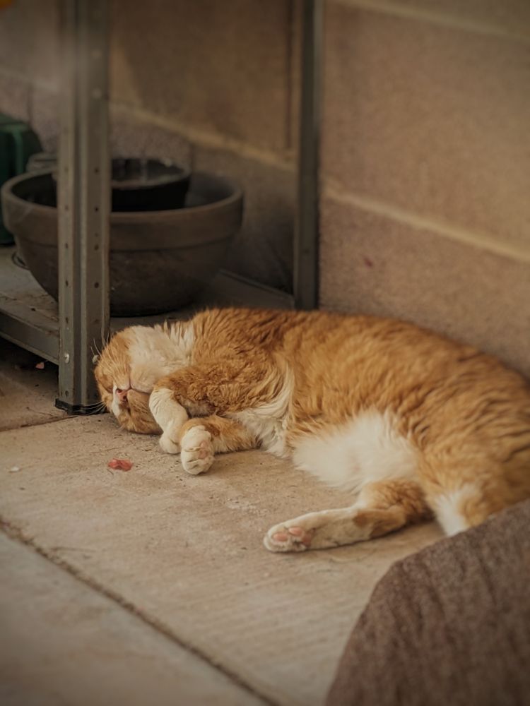 An orange cat on his side, the top of his head tilted toward the ground. His left paw is up toward his chin. He is laying on a concrete patio, with a metal shelf behind his head. Some various sized pots are on the shelf. A brown tarp is in the foreground, in the bottom right corner. A brick wall is in the background behind the cat and metal shelf.