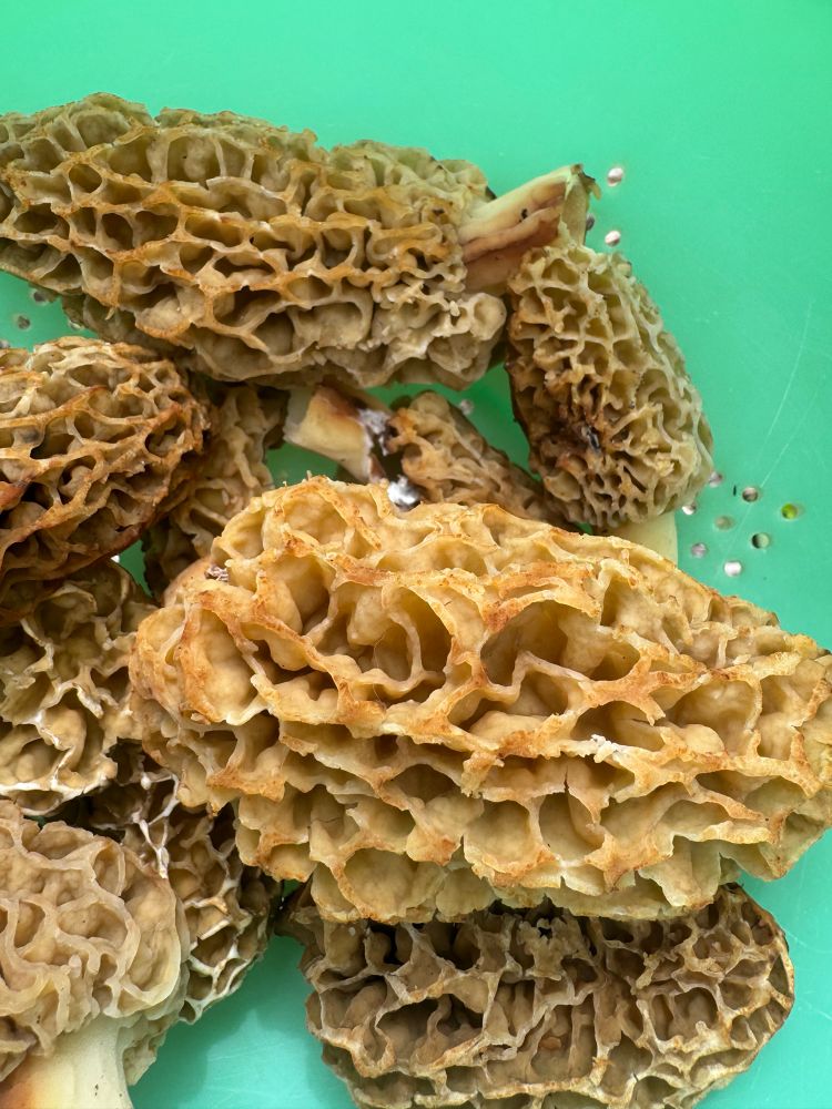 Harvested morel mushrooms in a turquoise Tupperware sieve 