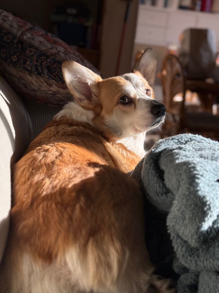 Bucky, the red and white corgi, looks at the camera over his generous floof butt while remaining prone and surrounded by soft things