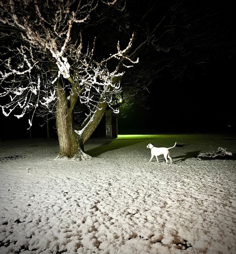 A white Great Dane walking through a rural snow-covered backyard at night by a large tree, its branches are covered in a thick layer of snow. 