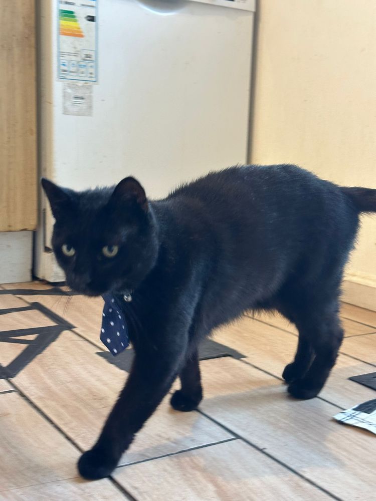 Black cat called Prince wearing a small navy tie with white polka dots