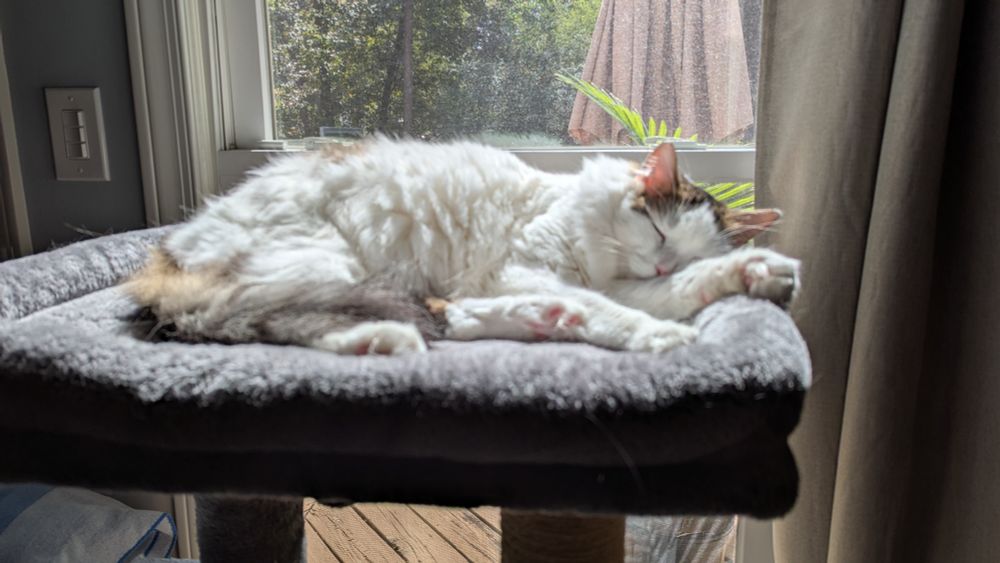 Taggy, aka Tagalong, the Turkish Van of questionable parentage, snoozing in the sun in his cat tree 