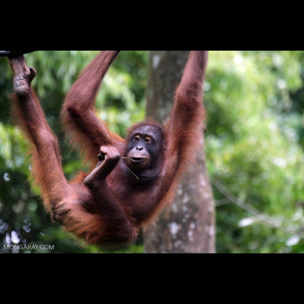 Deforestation surges in hotspot of critically endangered Bornean orangutans