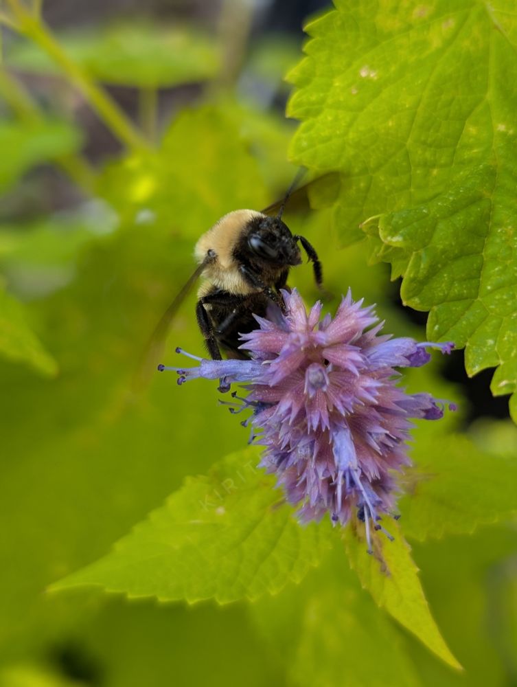 Macro photograph focused on a black and yellow bumblebee hovering over a bright purple flower near the center, surrounded by very bright yellowish green leaves. 