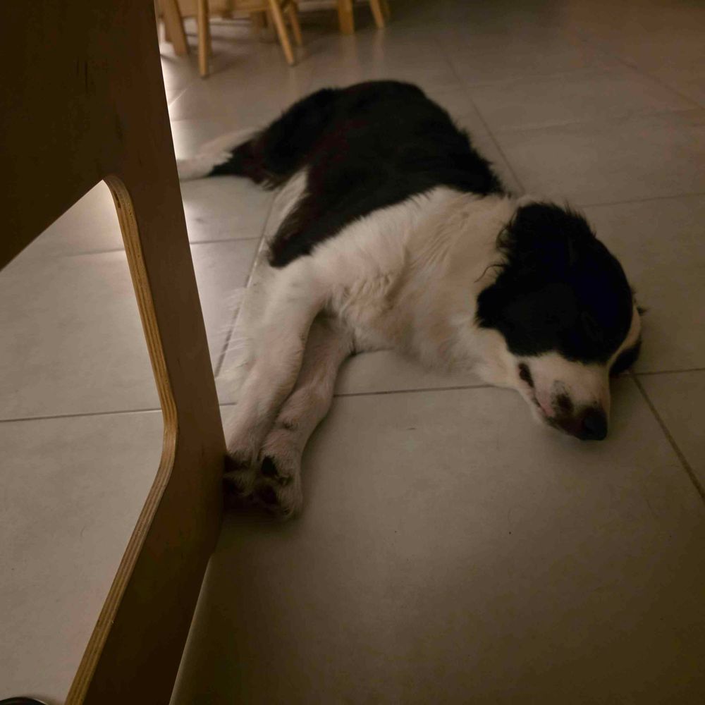 Photo of an Australian shepherd, lying on the floor with her front paws stretched out. She's sleeping after a long walk. 