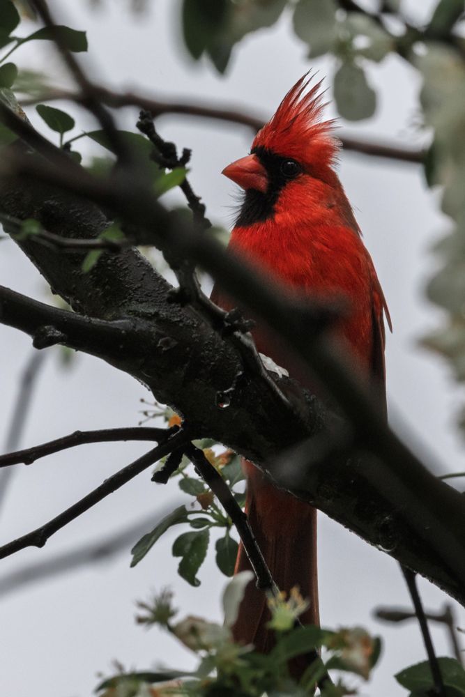 Cardinal in a tree