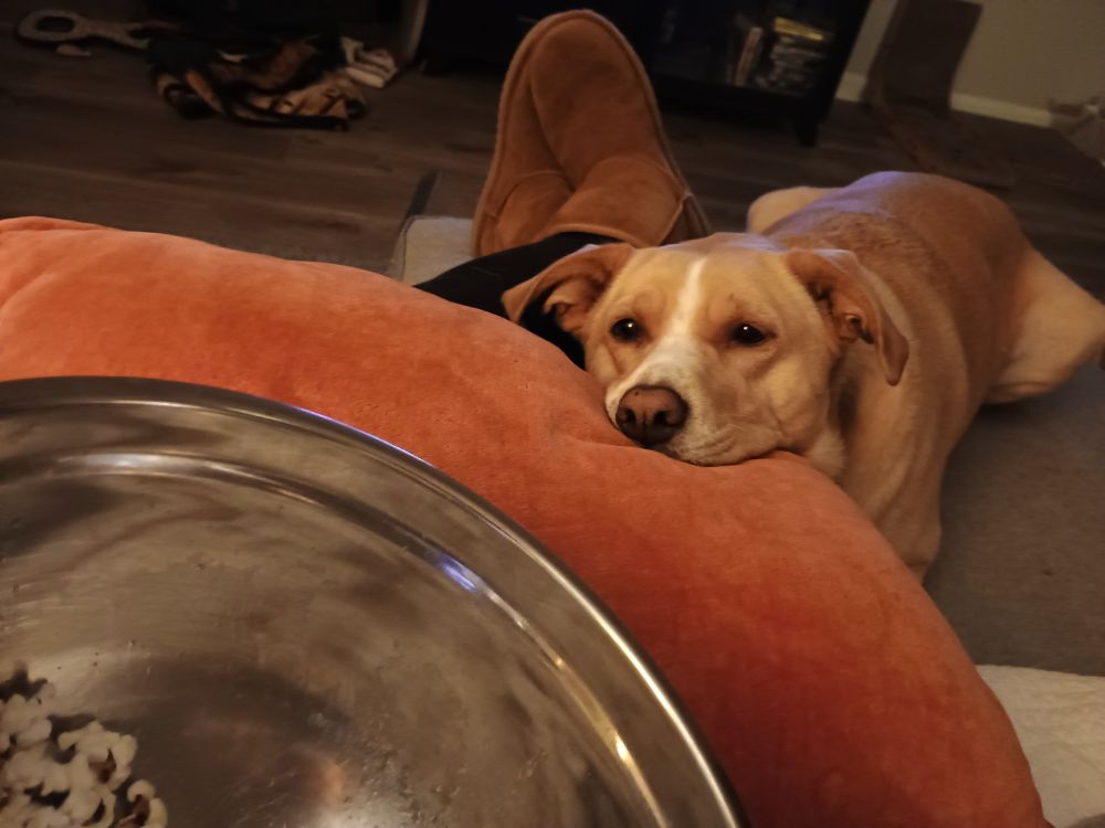 A yellow dog with white stripe on her face is laying her head on a red pillow that is in the photographer's lap. There is a bowl of popcorn just visible that the dog is staring longingly at. 