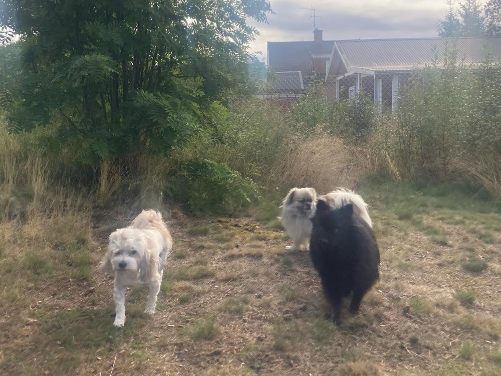 Our three dogs in the yard, in the morning light. In the back is Kirk, a yellow Tibetan Spaniel. Then black German Spitz Spock, and at the front, our new dog Laban, a white-and-yellow Bichon Havanaise with his fur cut short.