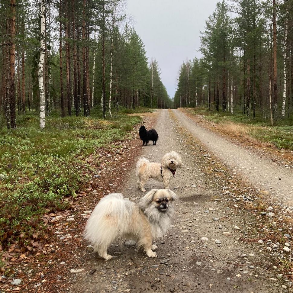Three dogs standing on a small dirt road through the forest. Closest to the camera is Kirk, a yellow Tibetan Spaniel. Next is Laban a whiteish, a little apricot-coloured, Bichon Havanaise, with his fur cut relatively short. Furthest away is Spock, a black German Spitz.
