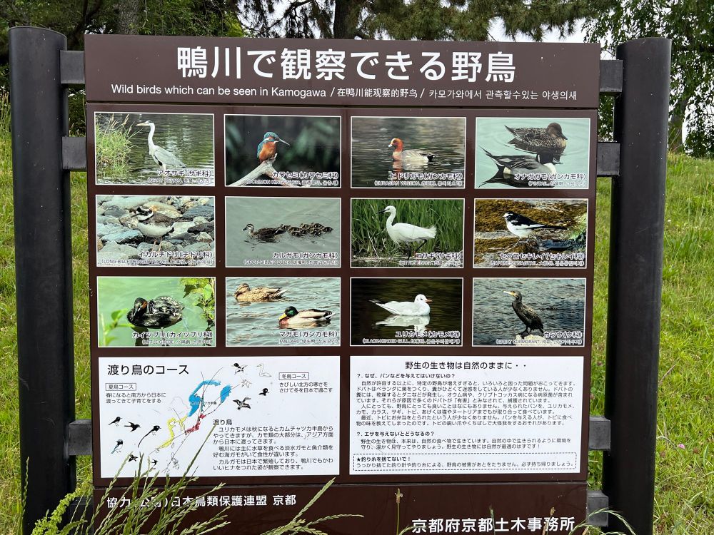 Board showing the Birbs and other Frens you can meet along the Kamogawa.