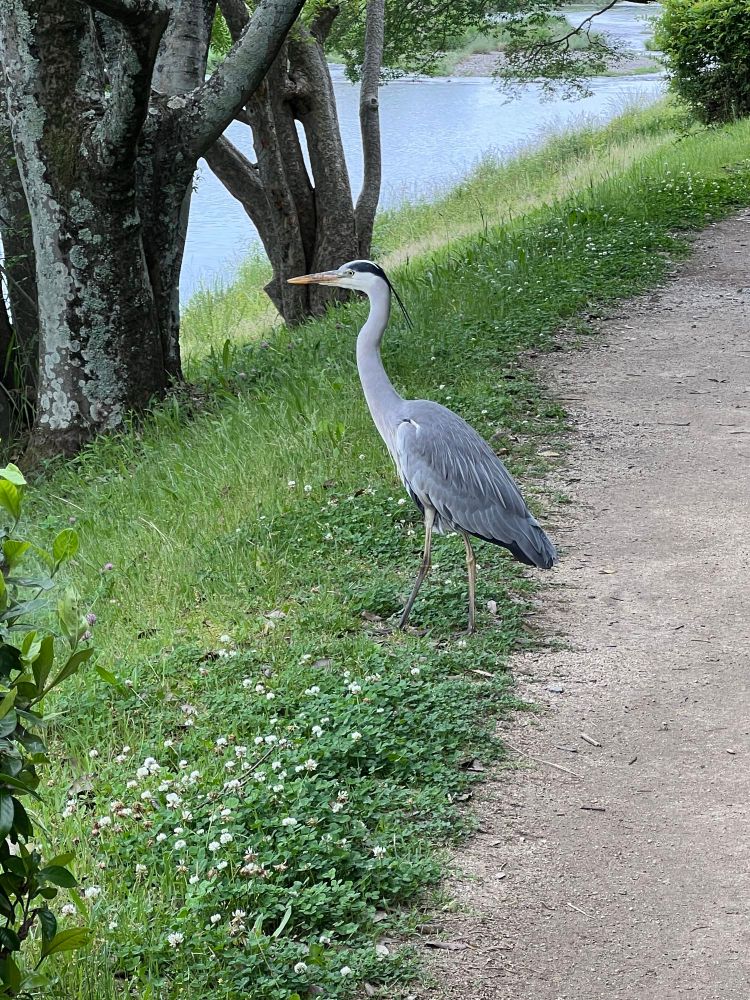Grey Heron chilling on the pathway.