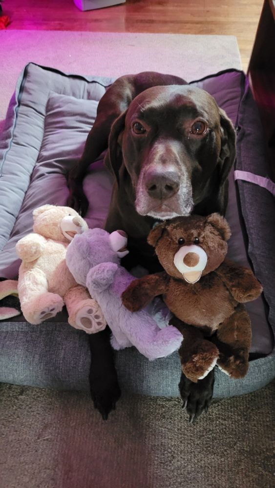 GSP dog laying on his bed with some stuffed bears on his paws