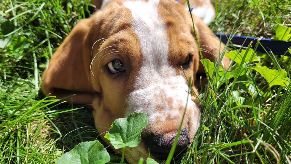 Close up photo of Basset hound playing in grass 