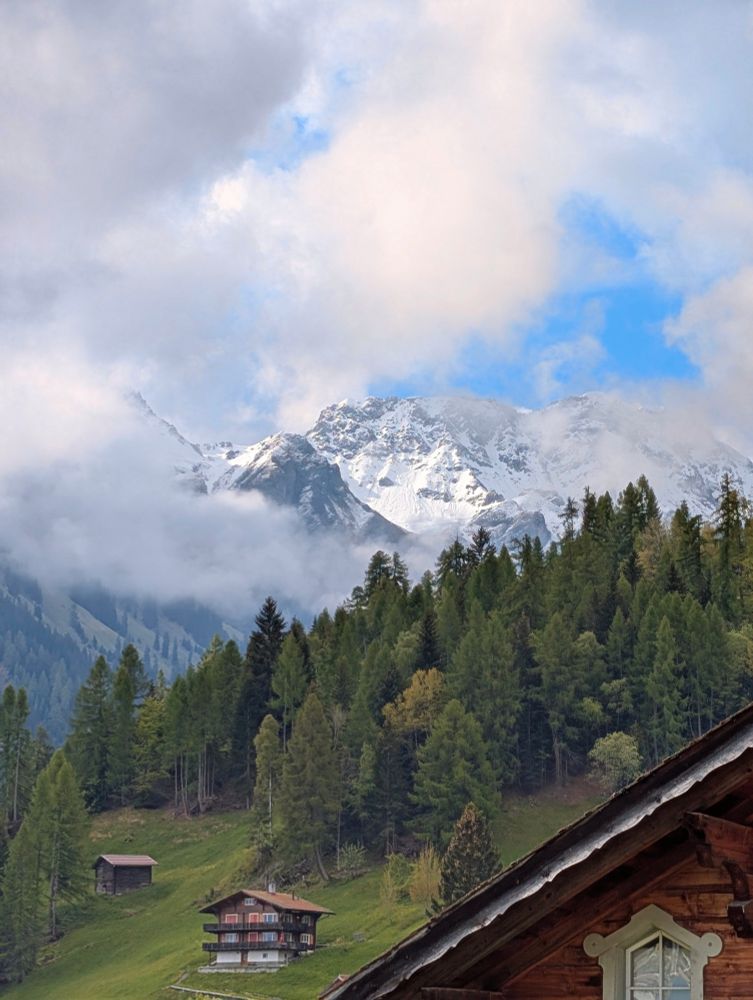 Forest in front of mountains