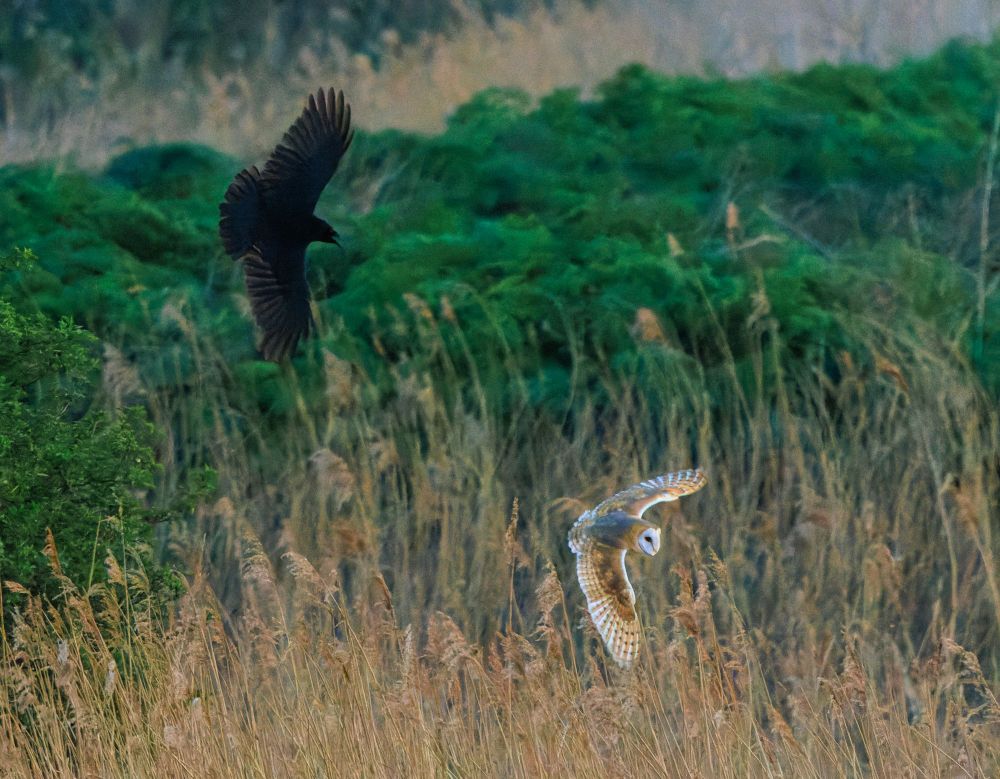 A Barn Owl over a reed bed being mobbed by a Carrion Crow at dawn.