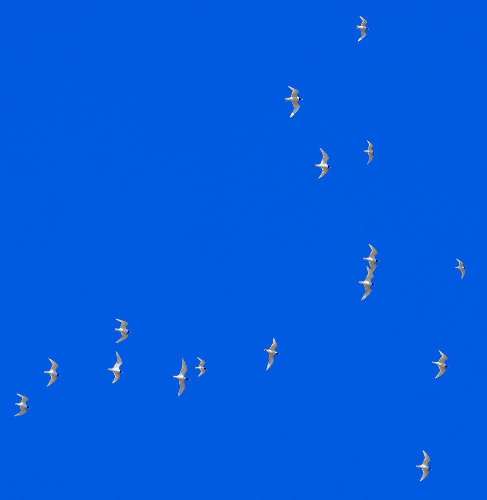 16 Mediterranean Gulls flying against a blue sky.