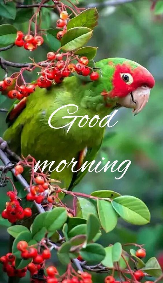 Comment image