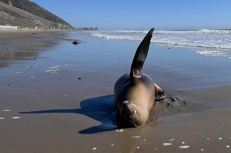 A sea lion with domoic acid poisoning experiencing involuntary muscle spasms. This is a female sea lion lying on her side on a beach.  Her muzzle and left flipper pointing skyward.  She has domoic acid poisoning and was experiencing involuntary muscle spasms. 

Credit: Channel Islands Marine & Wildlife Institute
