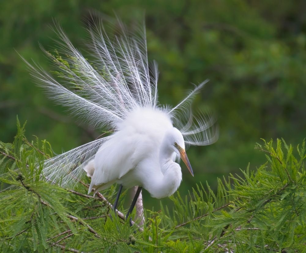 A common egret displays its plumes in the top of a cypress tree.  The bird is holding its neck in a semicurl and the plumes are spread behind it like a snow white peacock.  The photograph resulted in the whites being a little blown out in the birds back. Hard to get everything balanced with these white birds in a dark swamp.