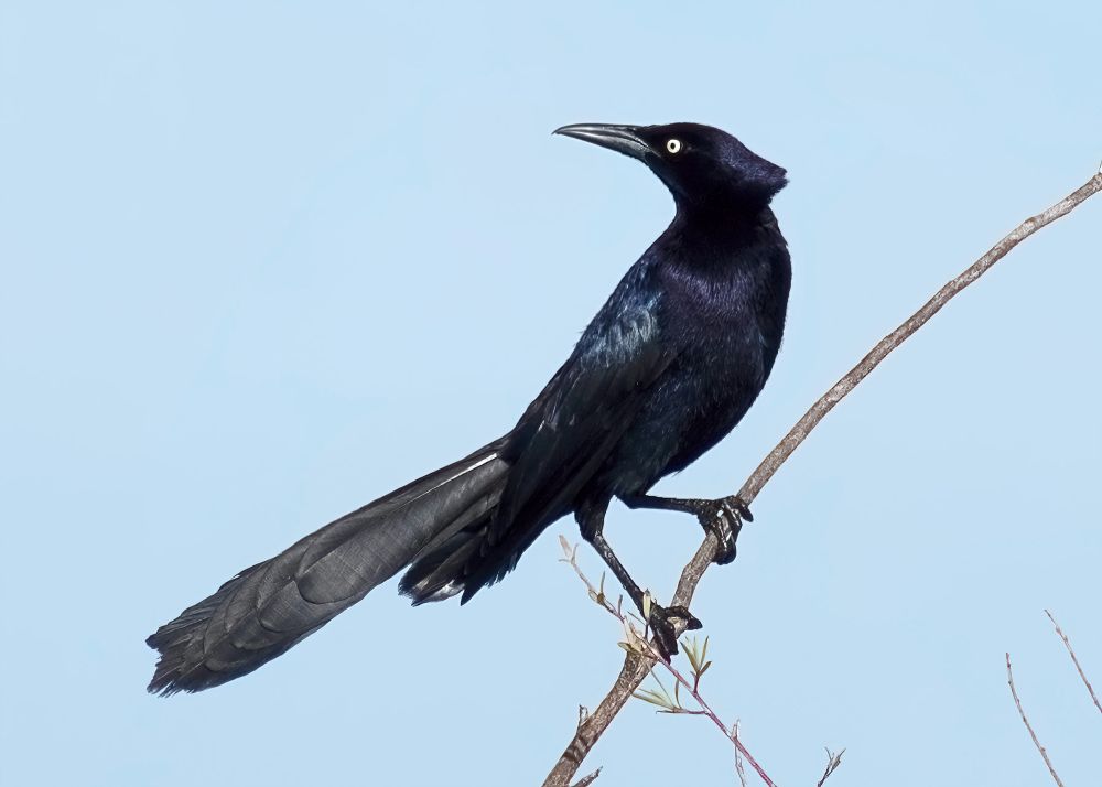 A long, sleek blackbird, a great-tailed grackle (Quiscalus mexicanus) sits perched on a limb looking over his back.  The dark irridescent plumage indicates that this is a male.  He has a piercing yellow eye, a very long beak and a large tail that is slightly longer than his body.