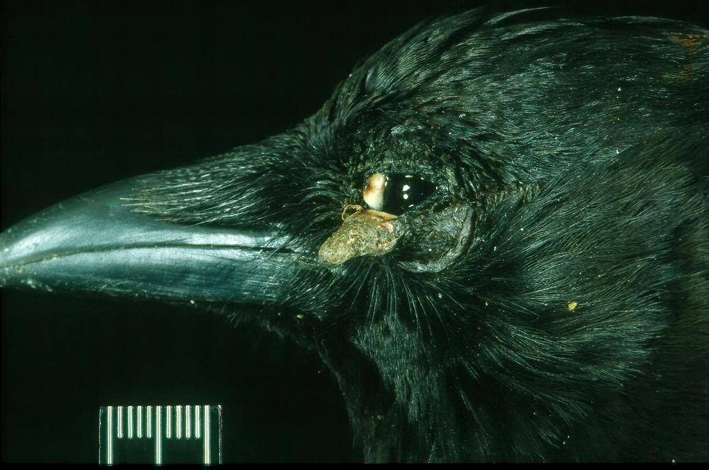 Lateral view of an American crow head.  The inferior eyelid has a papillomatous mass that extends from the surface.  This was confirmed to be a case of avian pox.