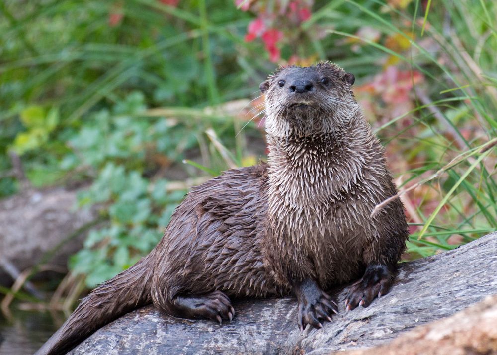 This photo shows a river otter lying on a log on the bank of a river.  The otter is very wet and is staring into the camera.  There seems to be a scar on his lip, I presume from fighting.