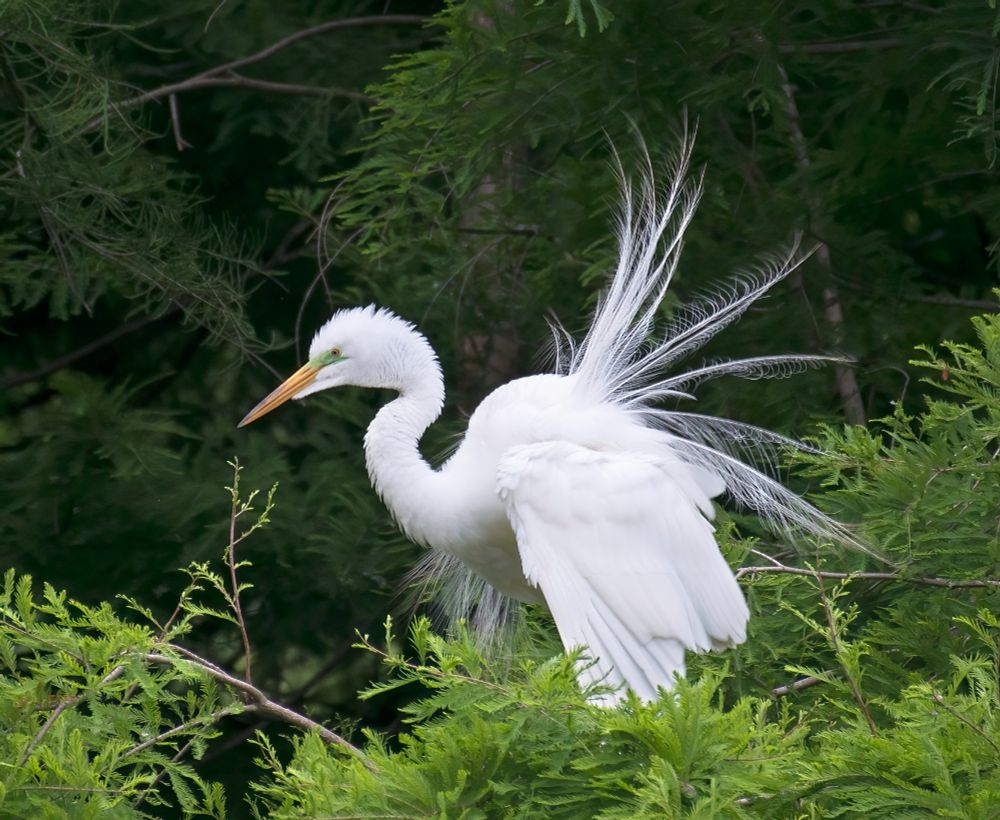 This is a profile of a common egret in full display, sitting in they top of a cypress tree.  The nuptial plumes are Lacey feathers protruding from the body.  The bird also has a green cere, that is a result of its breeding status.