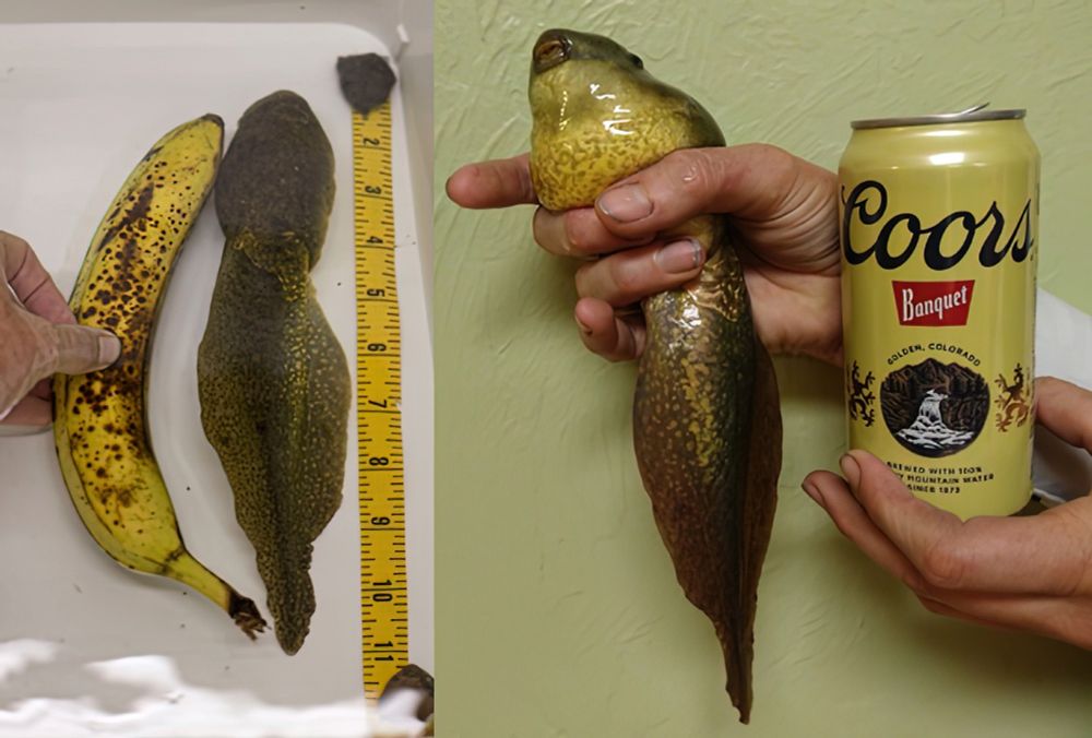 Photos of a giant bullfrog tadpole.  the panel on the left compares it so a similarly sized banana, and a tape measure showing that it is nearly 11 inches long.  The right panel compares it to a beer can.  It is not the first time I have seen someone use a beer can or a beer bottle as a size reference.  I guess you use what you've got.  And they are a constant size.