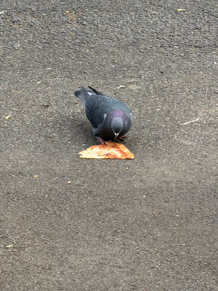 Pigeon eating a pizza 