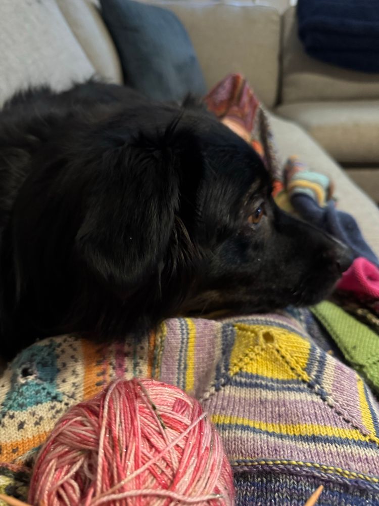 Black Australian Shepherd in profile with his head on my knitted blanket covered legs and a pink ball of yarn in the foreground.