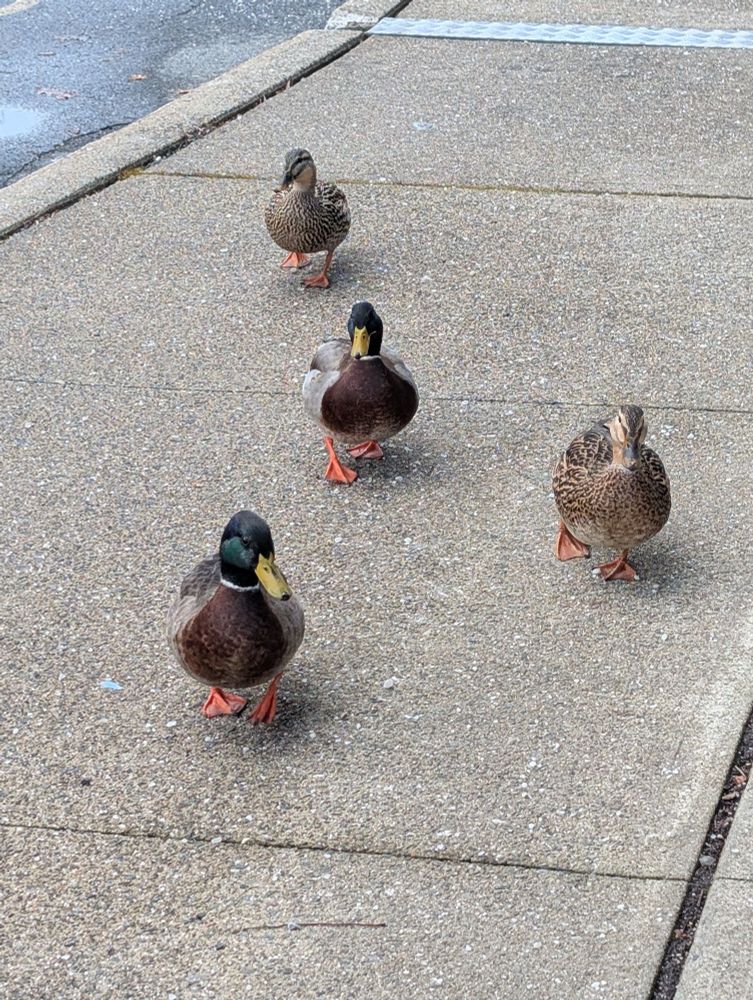 Four ducks walking on a sidewalk towards the camera.