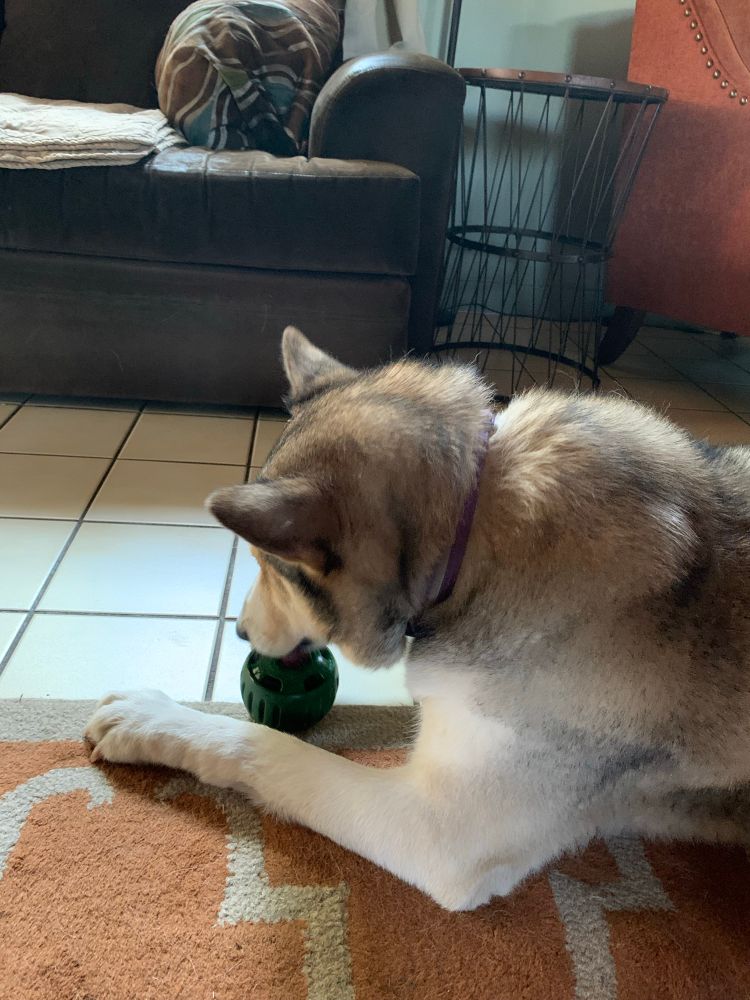 Zelda macking with pupsicle treat dispenser 