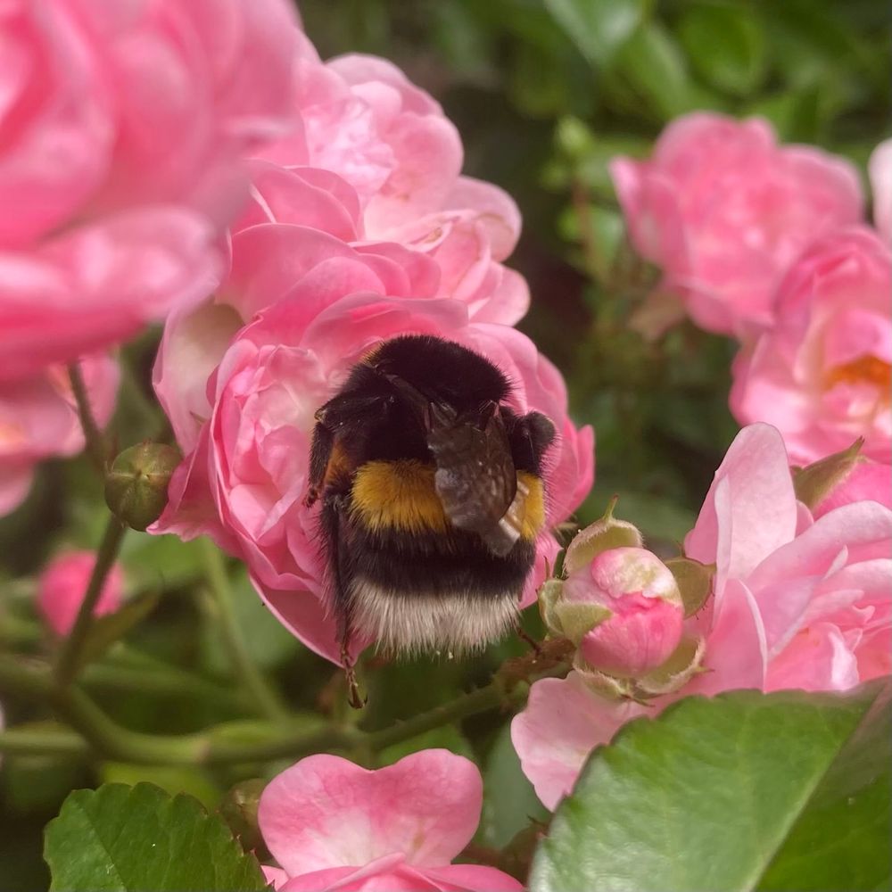 Eine flauschige Erdhummel sitzt auf einer rosaroten Buschröschenblüte und sammelt eifrig Pollen. 