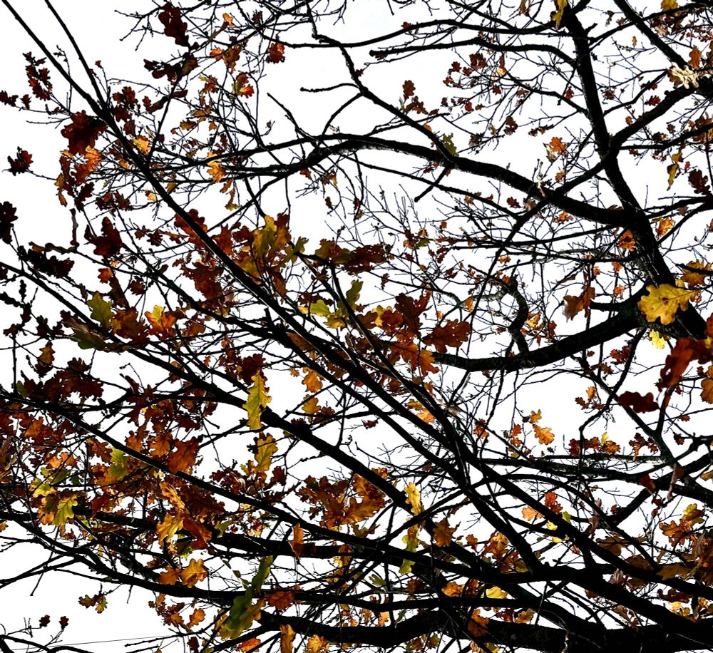 Blick ins schon ziemlich kahle Geäst einer Eiche vor herbstlich grauem Himmel.
Das verbliebene Blattwerk ist in verschiedene Grün-, Braun- und Gelbtöne gefärbt. 
Viele der Blätter hängen nurmehr lose an den dürren, dunklen Zweigen.