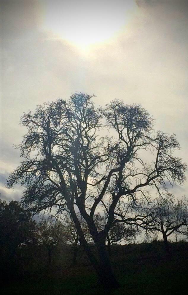 Ein großer, bereits fast kahler Baum steht im nebelverhangenen Gegenlicht auf einer Streuobstwiese. Alles wirkt ziemlich düster und grau bewölkt.