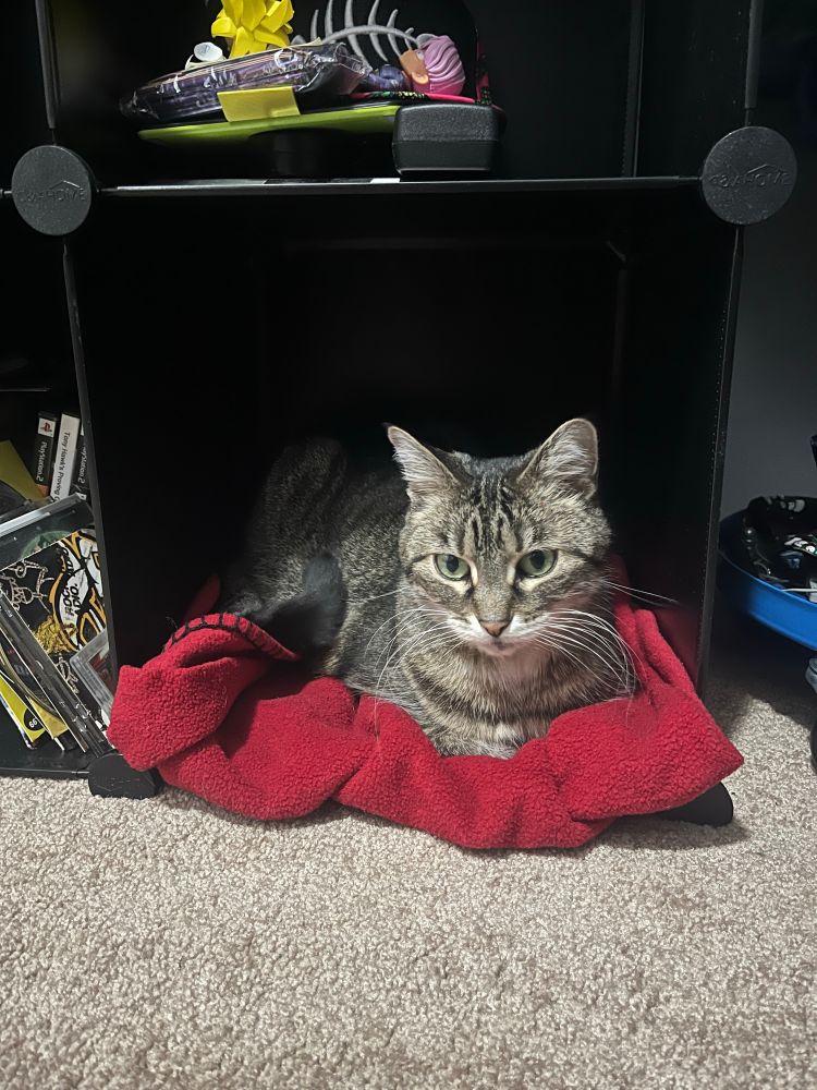 My cat Bandet in her shelf nook/clubhouse I made especially for her