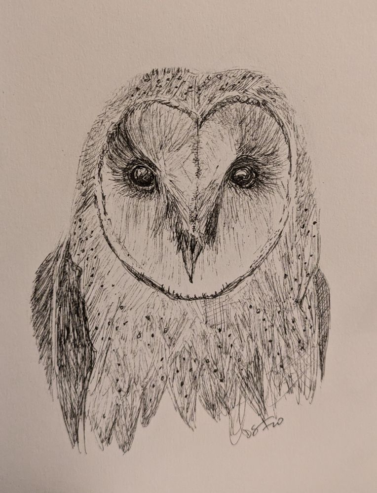 Front-facing portrait of a barn owl. Its eyes are wide open and it's face has the typical heart shape.