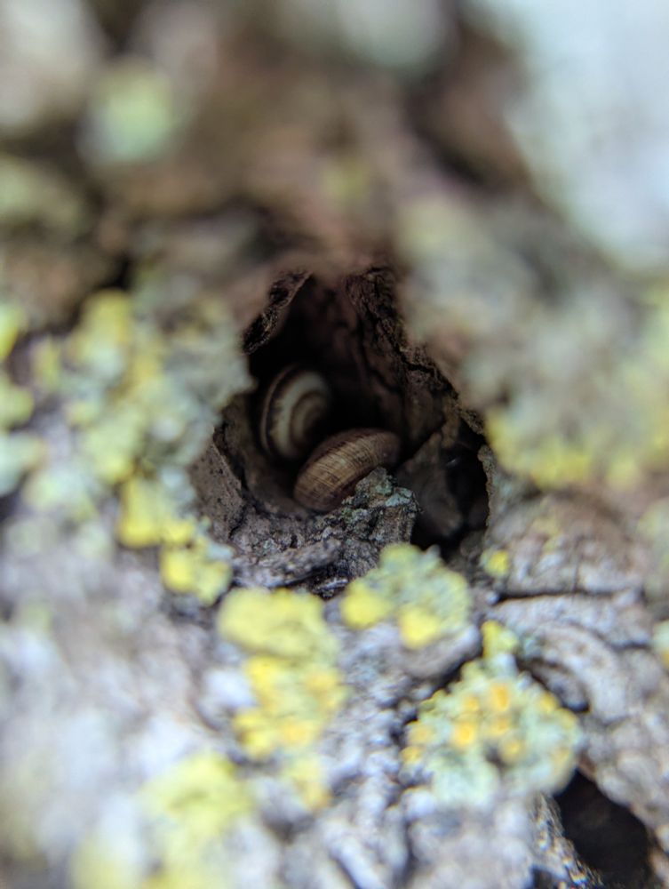 macro shot of two snails sleeping inside a hole in a tree