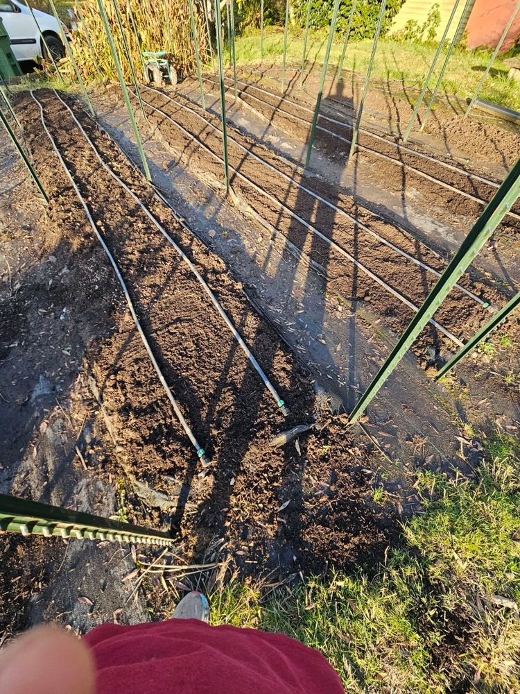 Photo of 3 rows of soil planted with tiny plants or bulbs and corms. Rows have irrigation lines, sun is coming from the left of photo casting long shadows. 